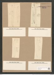 Pleurosigma var. curvulum (Kuetz) Grun. (de-Toni-Nr.: Genus 13, Species 1076) Zeichnungen Sammlung Grunow Nr. 1963 (NHMW-BOT-W0369106)